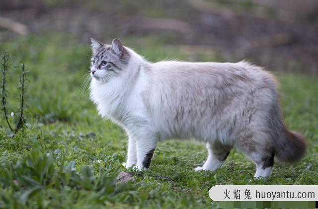 雪鞋猫是什么品种(雪鞋猫是什么猫)