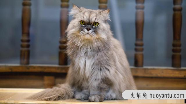 雪鞋猫是什么品种(雪鞋猫是什么猫)