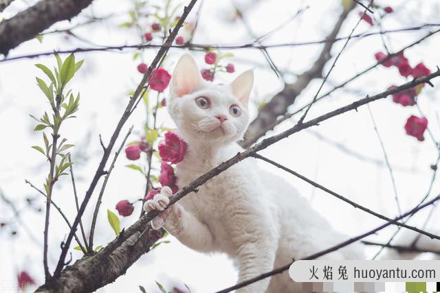 雪鞋猫是什么品种(雪鞋猫是什么猫)