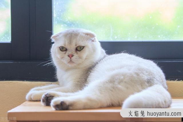 雪鞋猫是什么品种(雪鞋猫是什么猫)