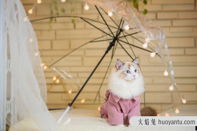 雪鞋猫是什么品种(雪鞋猫是什么猫)