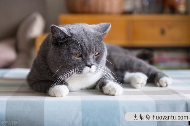 雪鞋猫是什么品种(雪鞋猫是什么猫)