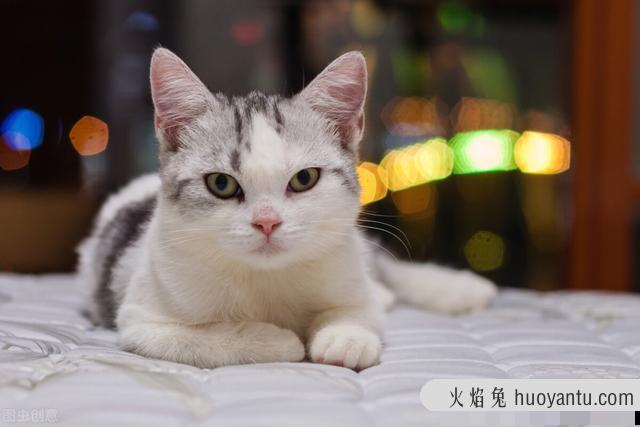 雪鞋猫是什么品种(雪鞋猫是什么猫)