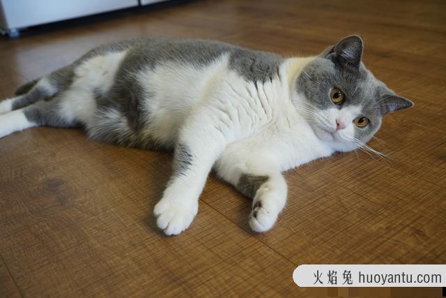 猫咪的生活习性有哪些(猫咪生活习性)