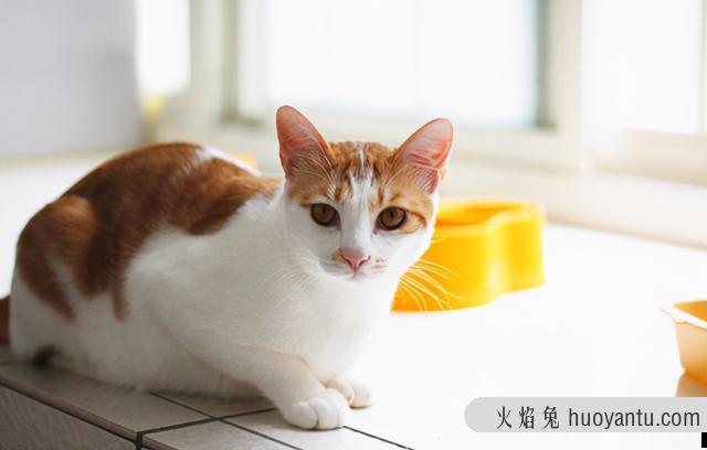 猫食欲不振的原因(猫食欲不振是为什么)