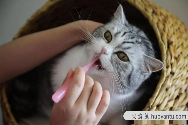 猫食欲不振的原因(猫食欲不振是为什么)