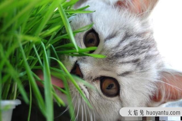 猫食欲不振的原因(猫食欲不振是为什么)