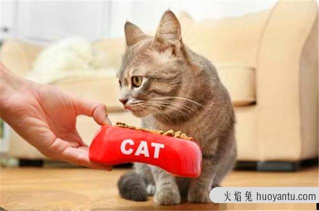 猫食欲不振的原因(猫食欲不振是为什么)