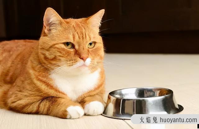 猫食欲不振的原因(猫食欲不振是为什么)