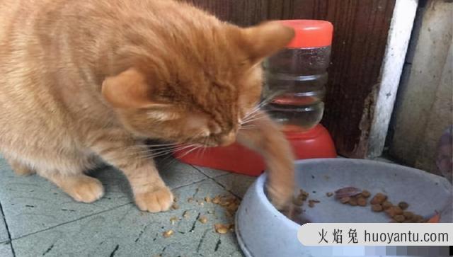 猫食欲不振的原因(猫食欲不振是为什么)