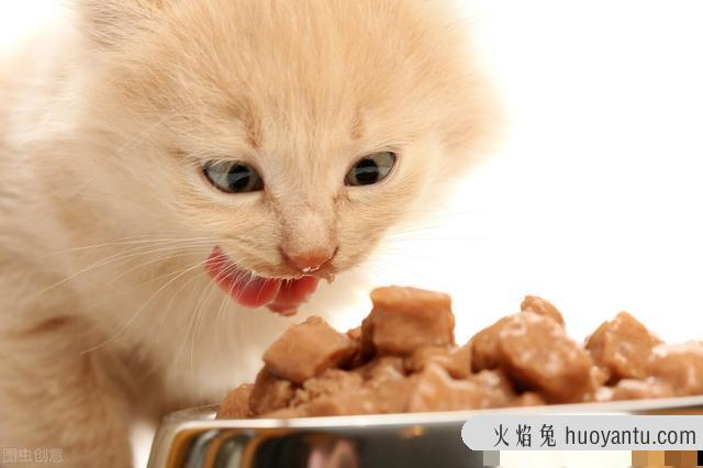 猫食欲不振的原因(猫食欲不振是为什么)