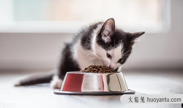 猫食欲不振的原因(猫食欲不振是为什么)