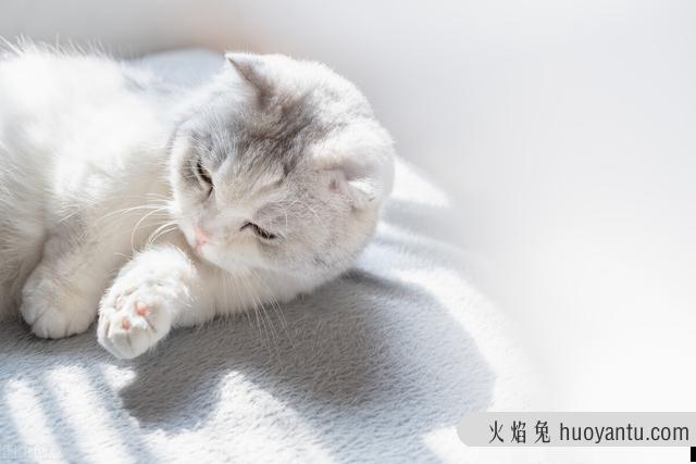 半夜猫叫是怎么回事(半夜猫一直叫是怎么回事)