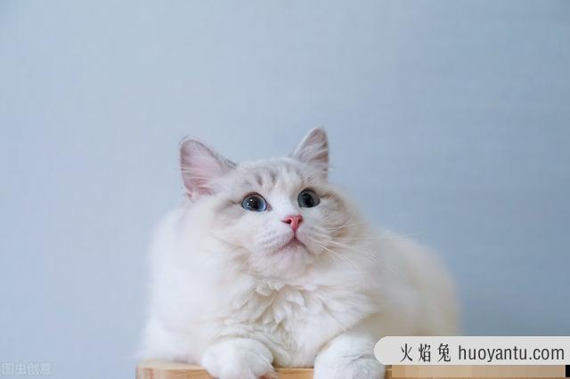 半夜猫叫是怎么回事(半夜猫一直叫是怎么回事)