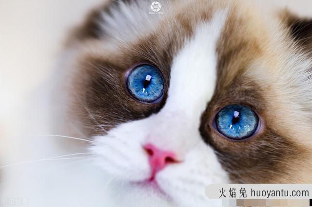 半夜猫叫是怎么回事(半夜猫一直叫是怎么回事)