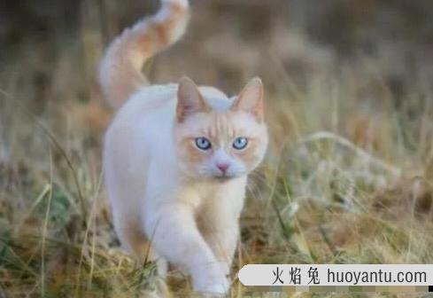 哈瓦那猫有黑色的吗(哈瓦那猫黑色是什么猫)