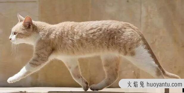 哈瓦那猫有黑色的吗(哈瓦那猫黑色是什么猫)