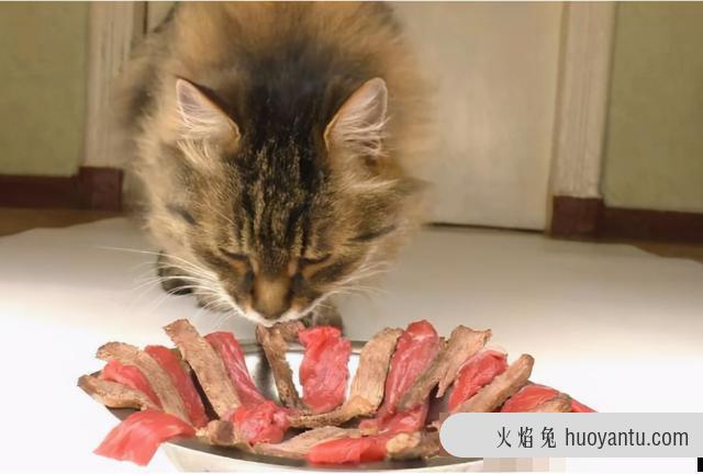 猫最喜欢吃什么肉(猫最喜欢吃什么肉类)