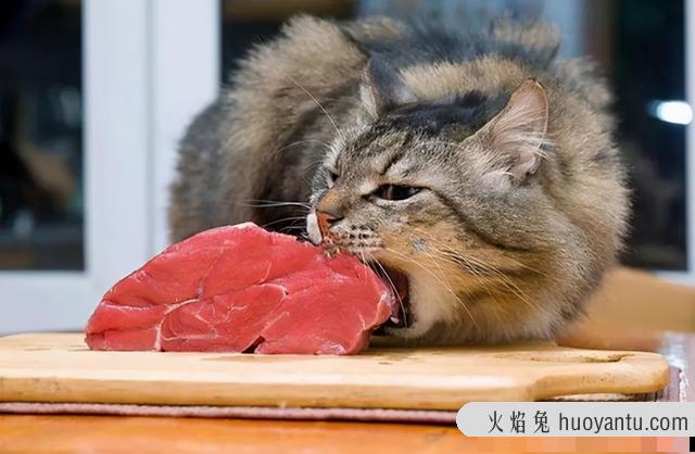 猫最喜欢吃什么肉(猫最喜欢吃什么肉类)