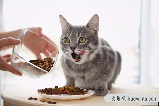 猫最喜欢吃什么肉(猫最喜欢吃什么肉类)