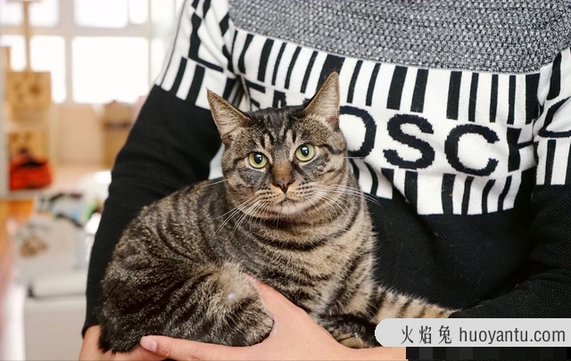 帕拉斯猫可以家养吗(帕拉斯猫能养吗)