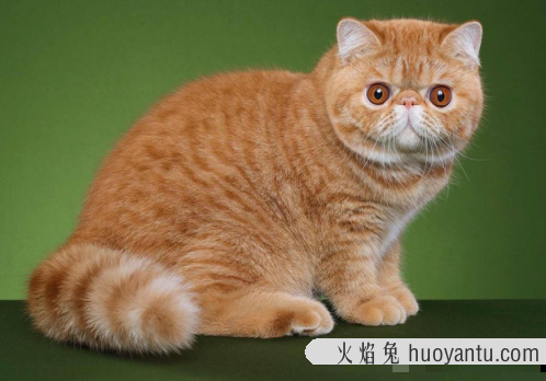 短毛波斯猫是指什么猫(波斯猫是短毛猫吗)