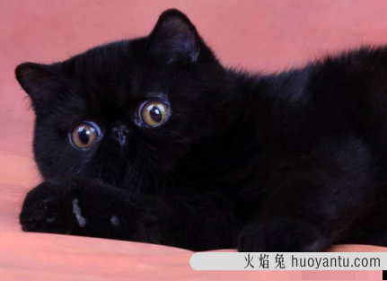 短毛波斯猫是指什么猫(波斯猫是短毛猫吗)