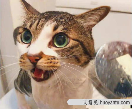 猫说话是怎么回事儿(猫说话了怎么回事)