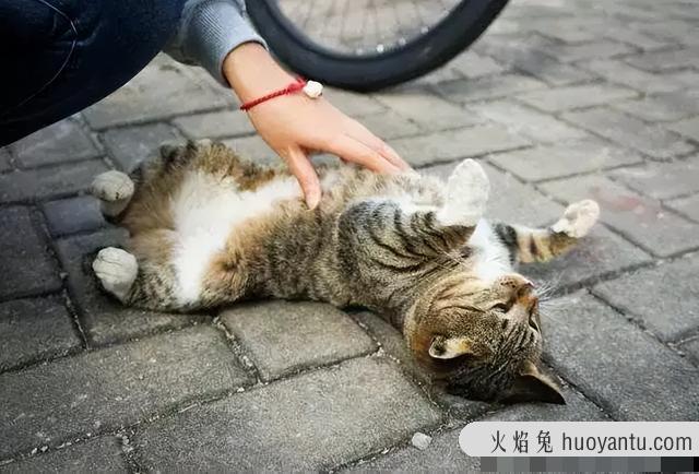 猫说话是怎么回事儿(猫说话了怎么回事)