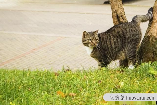 收养流浪猫注意事项(收养流浪猫注意事项有哪些)