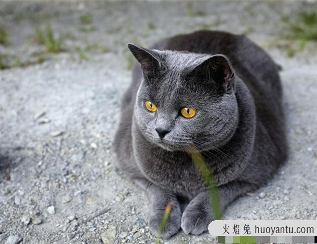 卡尔特猫和蓝猫区别(卡特尔猫和蓝猫怎么区别)