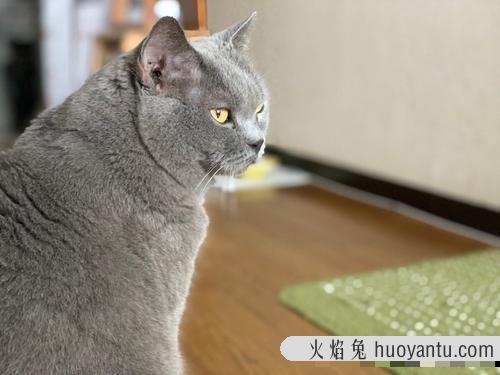 卡尔特猫和蓝猫区别(卡特尔猫和蓝猫怎么区别)