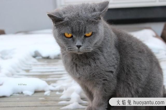 卡尔特猫和蓝猫区别(卡特尔猫和蓝猫怎么区别)