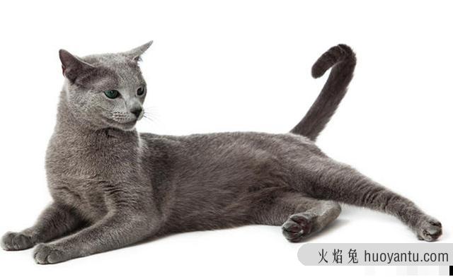 卡尔特猫和蓝猫区别(卡特尔猫和蓝猫怎么区别)