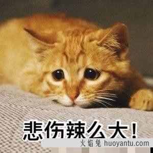 猫毛囊炎用什么药最有效(猫毛囊炎用什么药最好)