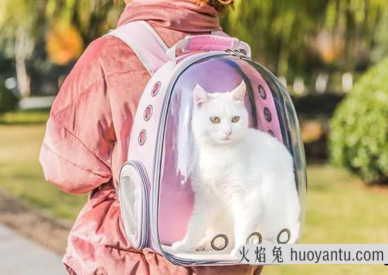 猫咪吃西瓜会不会拉肚子(猫咪吃西瓜会拉稀吗)