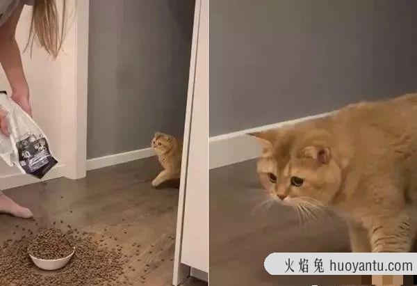 猫咪吃西瓜会不会拉肚子(猫咪吃西瓜会拉稀吗)