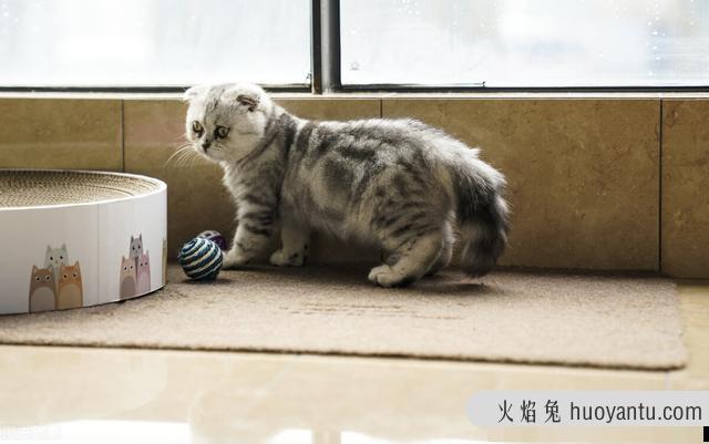 猫耳螨是什么原因造成的(猫耳螨是什么原因引起的)