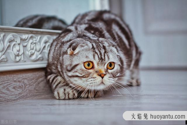 猫耳螨是什么原因造成的(猫耳螨是什么原因引起的)