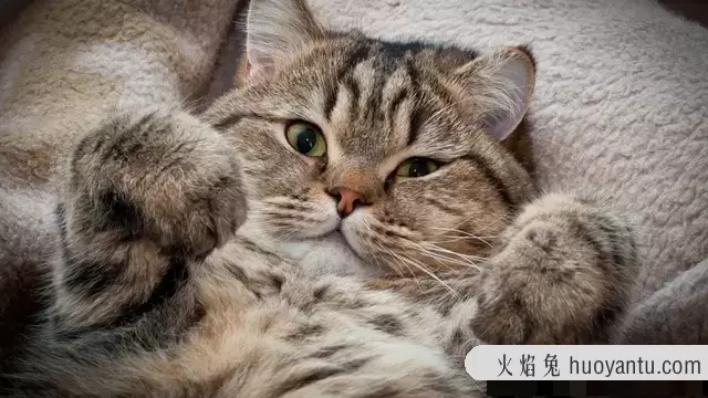 猫传染性腹膜炎能治好吗(猫传染性腹膜炎的治疗方法)