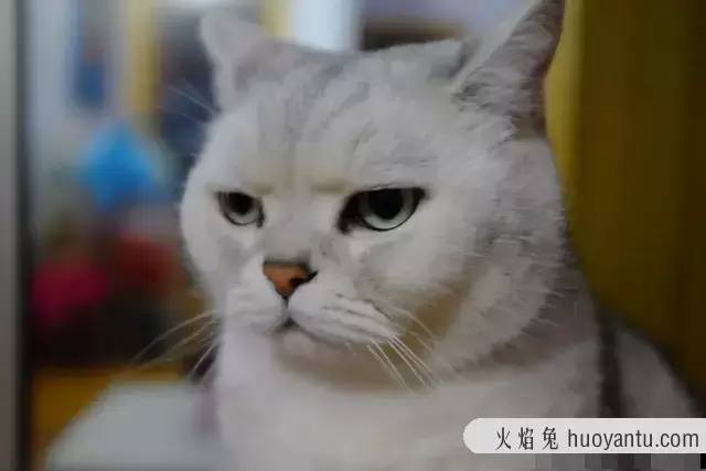 猫传染性腹膜炎能治好吗(猫传染性腹膜炎的治疗方法)