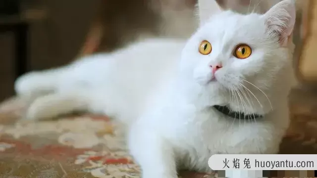 猫传染性腹膜炎能治好吗(猫传染性腹膜炎的治疗方法)