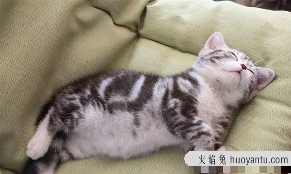 猫传染性腹膜炎能治好吗(猫传染性腹膜炎的治疗方法)