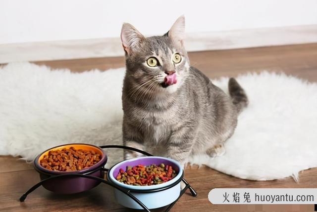 猫拉稀但是精神很好怎么治疗(猫拉稀但是精神很好怎么办)