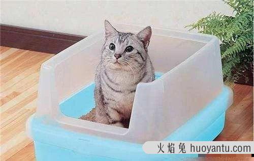 猫咪便血是怎么回事(小猫拉屎有血怎么回事)