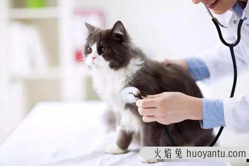 猫咪便血是怎么回事(小猫拉屎有血怎么回事)