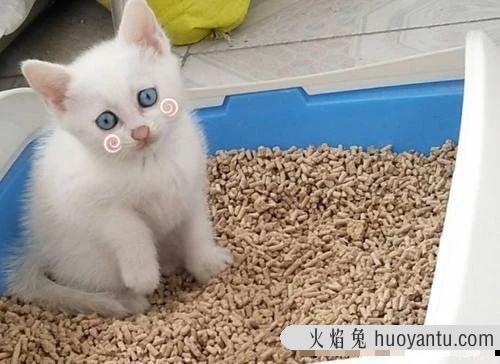 猫咪便血是怎么回事(小猫拉屎有血怎么回事)