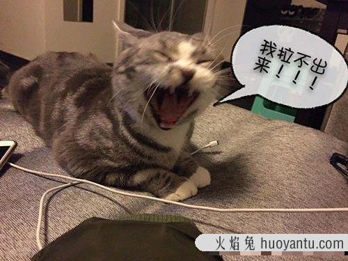 猫咪便血是怎么回事(小猫拉屎有血怎么回事)