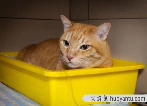 猫咪便血是怎么回事(小猫拉屎有血怎么回事)