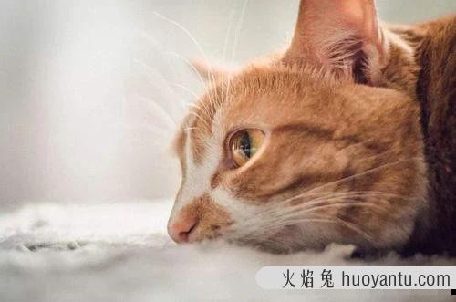 猫咪便血是怎么回事(小猫拉屎有血怎么回事)